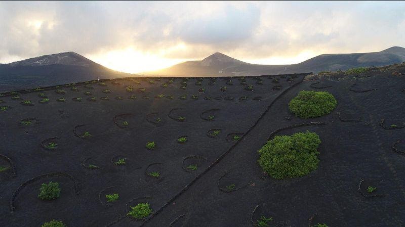 Puro Rofe - Canary Islands | Five Way Cellars